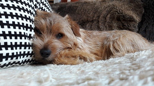 Free download Dog Dogs Norfolk Terrier -  free photo or picture to be edited with GIMP online image editor