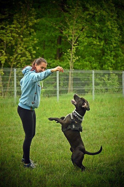 Free download dog dog training dog park woman free picture to be edited with GIMP free online image editor