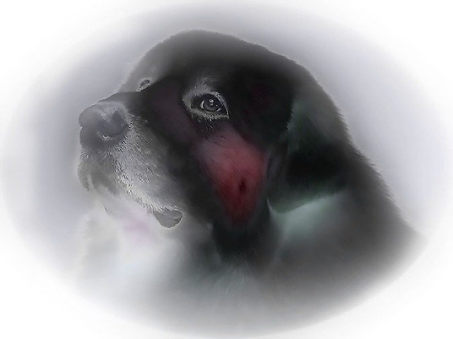 Free download Dog Drawing Dream -  free illustration to be edited with GIMP free online image editor