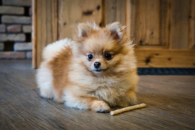 Free download dog dwarf spitz pooch free picture to be edited with GIMP free online image editor