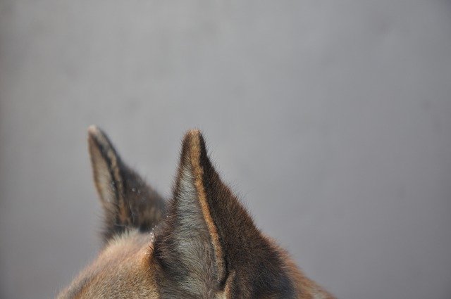 Free download Dog Ears Background -  free photo or picture to be edited with GIMP online image editor