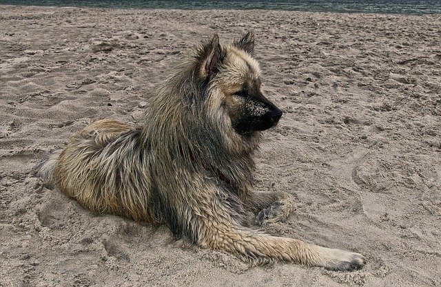 Free download Dog Eurasians Beach -  free photo or picture to be edited with GIMP online image editor