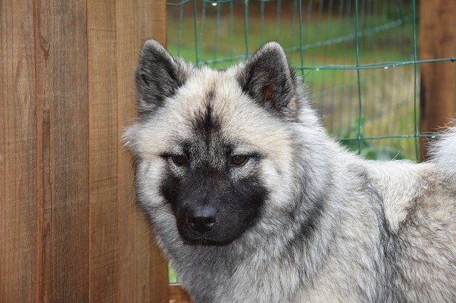 Free download Dog Eurasier Bitch Nova -  free photo or picture to be edited with GIMP online image editor