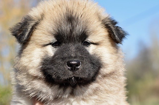 Free download Dog Eurasier Bitch Patchouli -  free photo or picture to be edited with GIMP online image editor