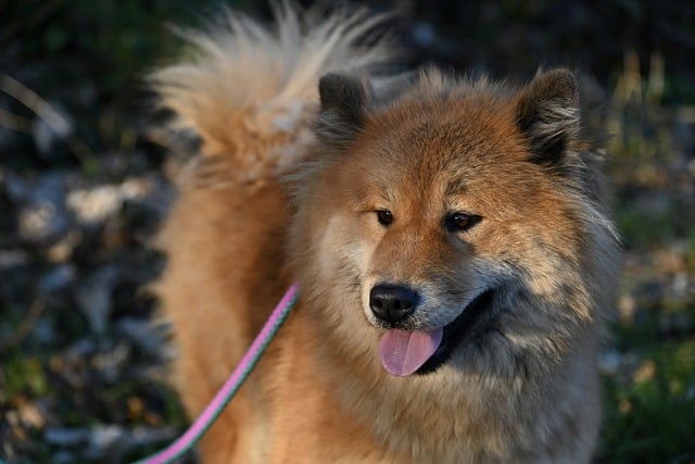 Free download dog eurasier canine pet mammal free picture to be edited with GIMP free online image editor