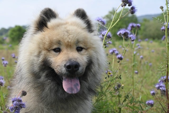 Free download dog eurasier dog eurasier olaf free picture to be edited with GIMP free online image editor