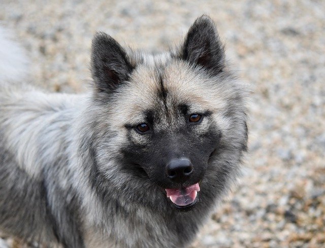 Free download Dog Eurasier Female -  free photo or picture to be edited with GIMP online image editor