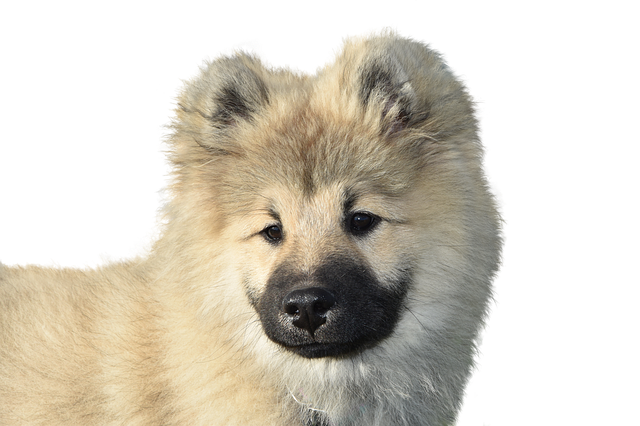 Free download Dog Eurasier Isolated Dear -  free photo or picture to be edited with GIMP online image editor