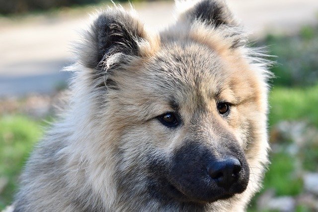 Free download Dog Eurasier Male -  free photo or picture to be edited with GIMP online image editor