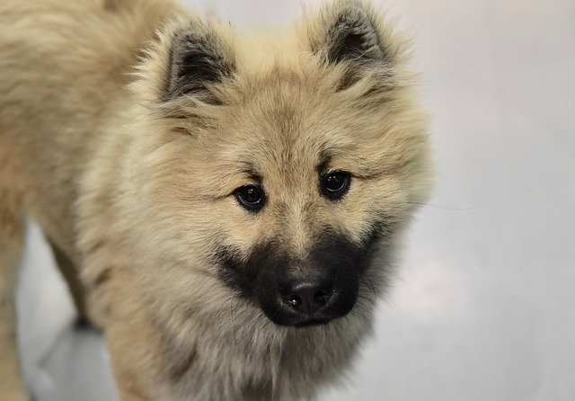 Free download Dog Eurasier Olaf Blue -  free photo or picture to be edited with GIMP online image editor