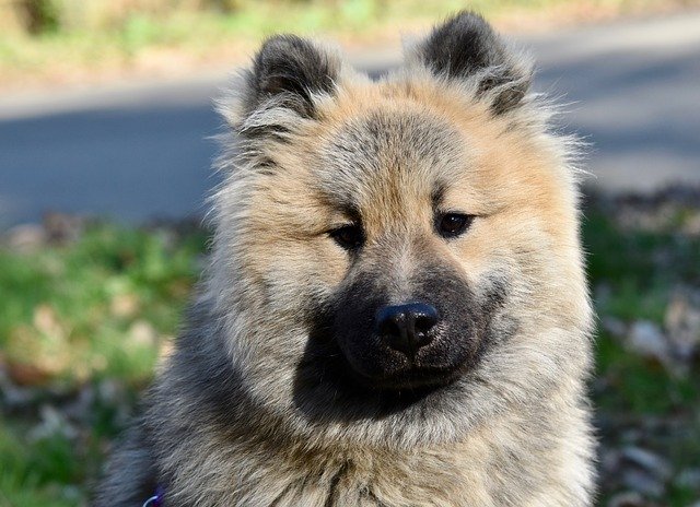 Free download Dog Eurasier Olaf Blue Pup -  free photo or picture to be edited with GIMP online image editor