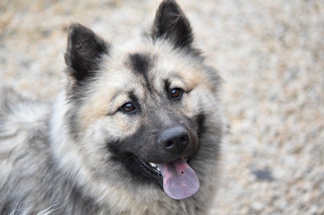 Free download Dog Eurasier Portrait -  free photo or picture to be edited with GIMP online image editor