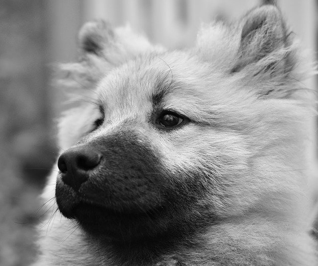 Free download Dog Eurasier Portrait Photo -  free photo or picture to be edited with GIMP online image editor