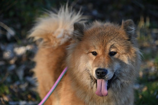 Free download dog eurasier tongue companion dog free picture to be edited with GIMP free online image editor