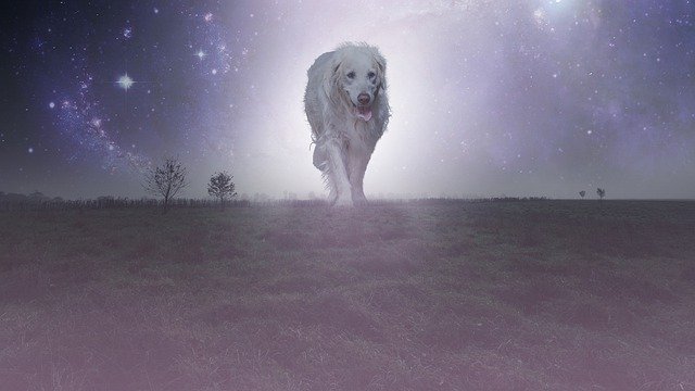 Free download Dog Fantasy Photomontage -  free illustration to be edited with GIMP free online image editor