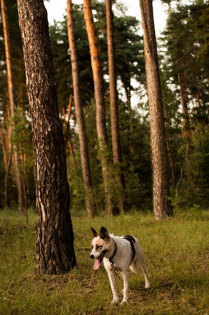 Free download dog forest outdoors canine pet free picture to be edited with GIMP free online image editor