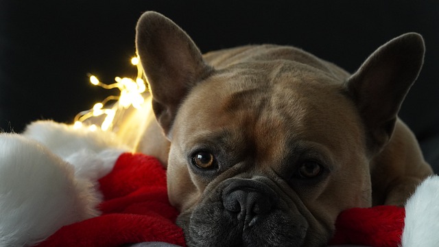 Free download dog french bulldog christmas free picture to be edited with GIMP free online image editor