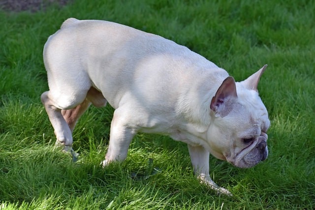 Free download dog french bulldog pet canine free picture to be edited with GIMP free online image editor