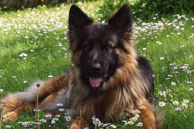 Free download Dog German Shepherd -  free photo or picture to be edited with GIMP online image editor