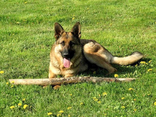 Free download Dog German Shepherd Tongue -  free photo or picture to be edited with GIMP online image editor