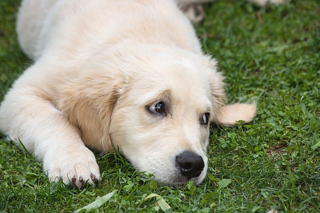 Free download dog golden retriever mammal animal free picture to be edited with GIMP free online image editor