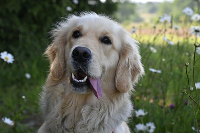 Free download dog golden retriever meadow pet free picture to be edited with GIMP free online image editor