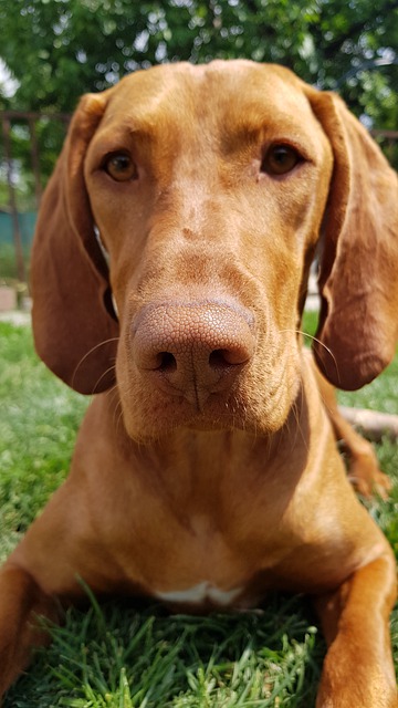 Free download dog grass lie hungarian vizsla free picture to be edited with GIMP free online image editor