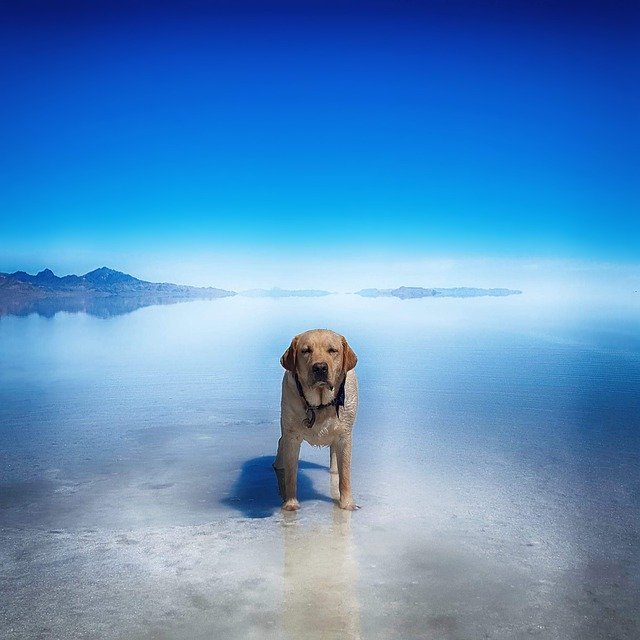 Free download Dog Gunner Salt Flats -  free photo or picture to be edited with GIMP online image editor