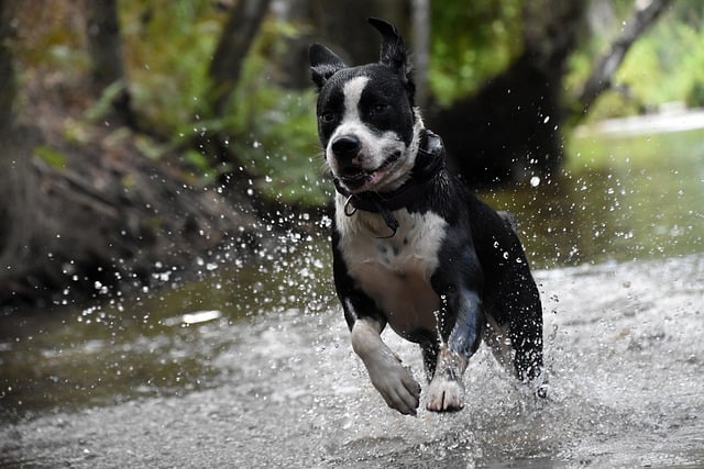 Free download dog happy pet animal outdoor free picture to be edited with GIMP free online image editor