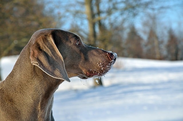 Free download dog head weimaraner portrait free picture to be edited with GIMP free online image editor