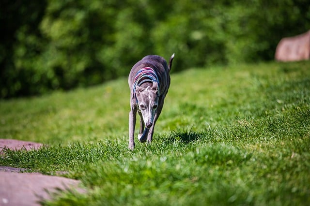 Free download dog hunting dog wildlife nature free picture to be edited with GIMP free online image editor