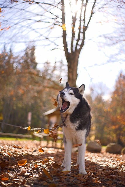 Free download dog husky canine pet fall nature free picture to be edited with GIMP free online image editor