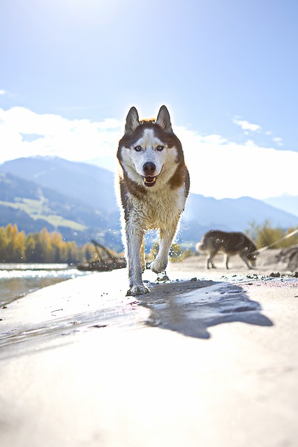 Free download dog husky domestic animal playful free picture to be edited with GIMP free online image editor