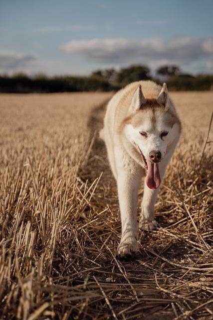 Free download dog husky field pet summer cute free picture to be edited with GIMP free online image editor