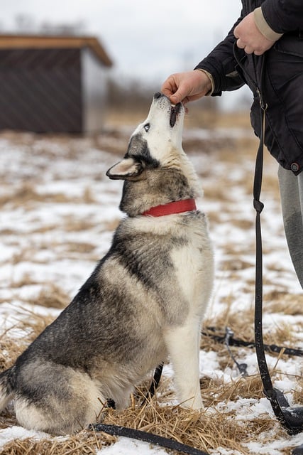 Free download dog husky pet adoption rescue free picture to be edited with GIMP free online image editor