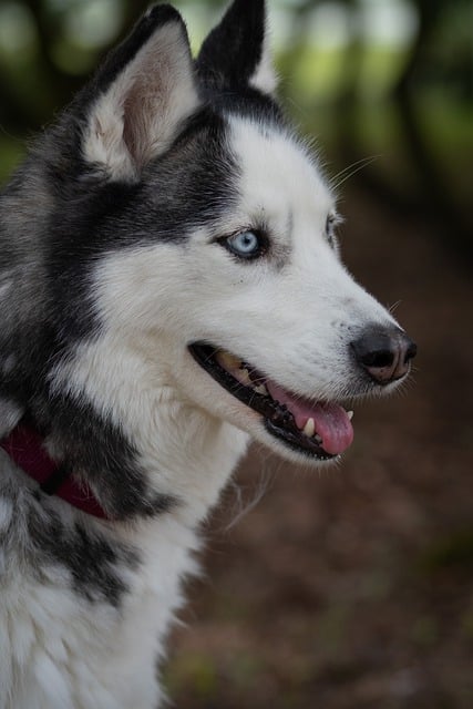 Free download dog husky pet blue eyes head husky free picture to be edited with GIMP free online image editor