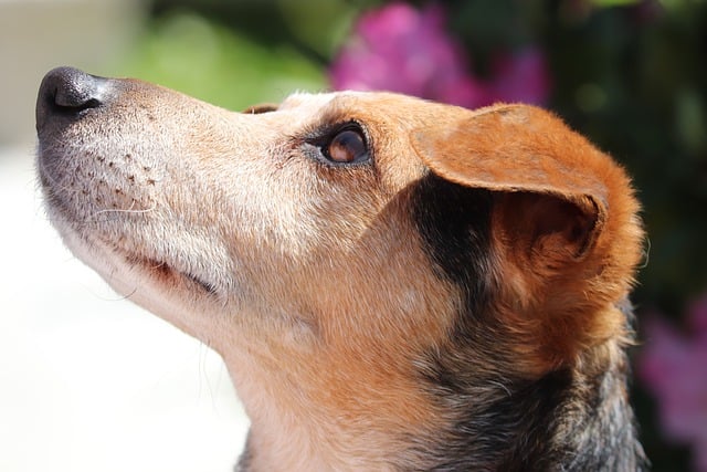 Free download dog hybrid brown portrait dog head free picture to be edited with GIMP free online image editor