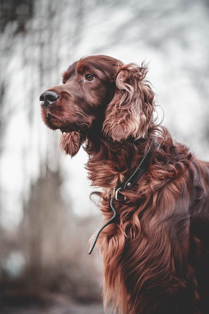 免费下载爱尔兰塞特犬毛皮自然免费图片，可使用 GIMP 免费在线图像编辑器进行编辑