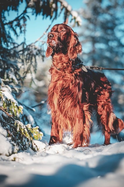 Free download dog irish setter red setter winter free picture to be edited with GIMP free online image editor