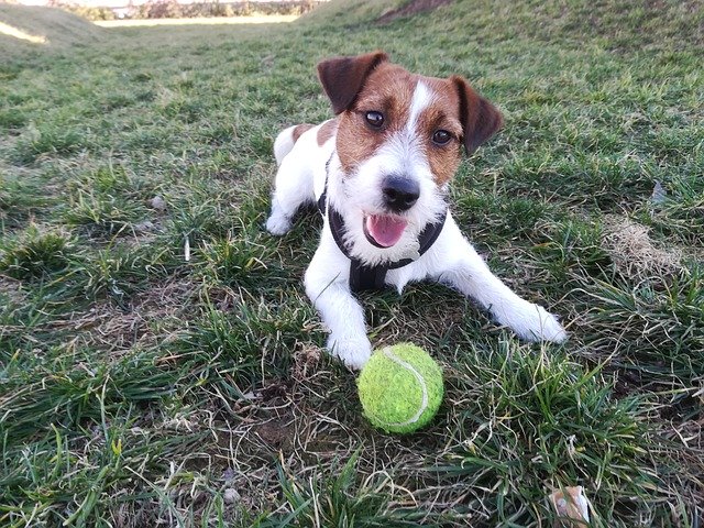 Free download Dog Jack Russell Pet -  free photo or picture to be edited with GIMP online image editor