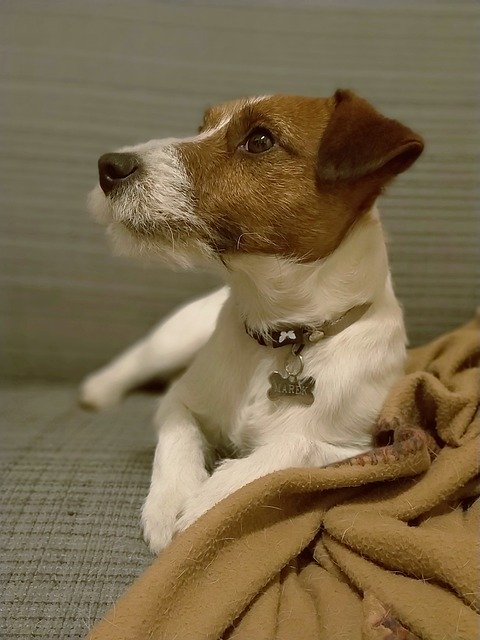 Free download Dog Jack Russell Terrier -  free photo or picture to be edited with GIMP online image editor