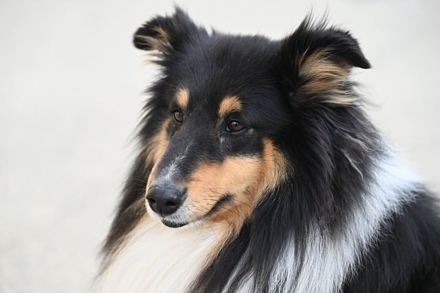 Free download dog knitting shetland sheepdog free picture to be edited with GIMP free online image editor