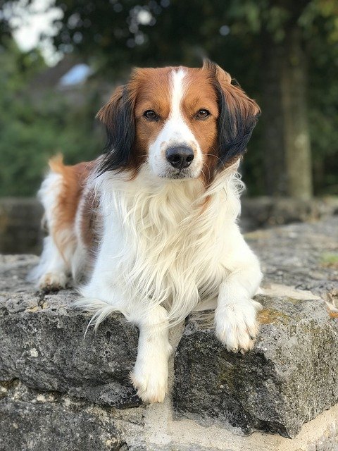 Free download Dog Kooikerhondje Kooiker -  free photo or picture to be edited with GIMP online image editor