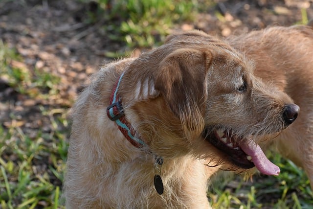 Free download dog labradoodle puppy pet canine free picture to be edited with GIMP free online image editor