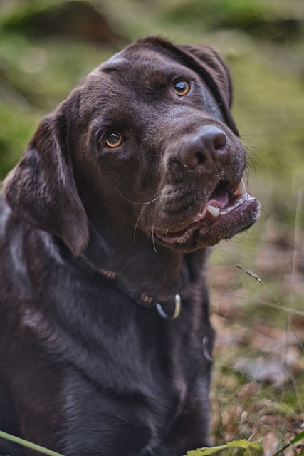 Free download dog labrador canine pet animal free picture to be edited with GIMP free online image editor