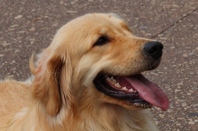 Free download Dog Labrador Golden Retrivier -  free photo or picture to be edited with GIMP online image editor