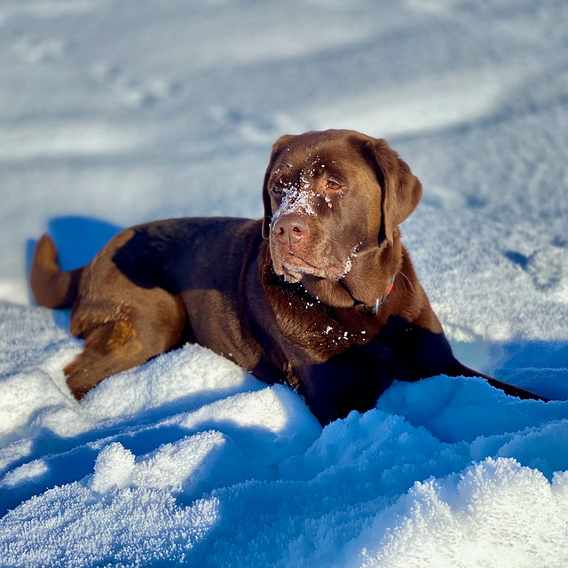 Free download dog labrador lying snow winter free picture to be edited with GIMP free online image editor