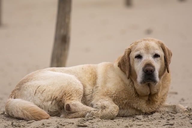 Free download dog labrador old beach sea free picture to be edited with GIMP free online image editor