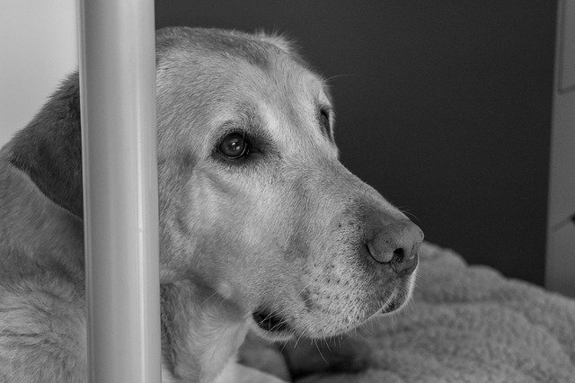 Free download Dog Labrador Pet Black And -  free photo or picture to be edited with GIMP online image editor