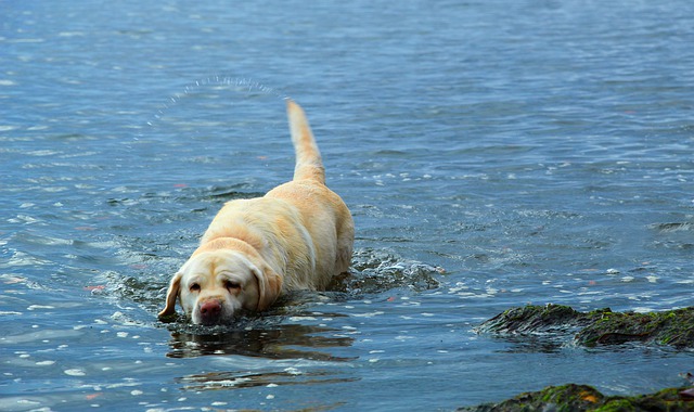 Free download dog labrador retriever swimming free picture to be edited with GIMP free online image editor